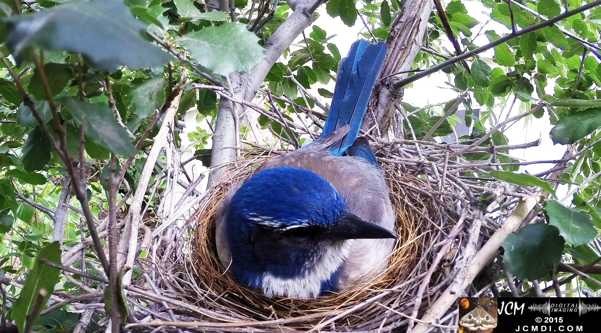 Scrub Jay Nest female on nest santa clarita jcmdi.com